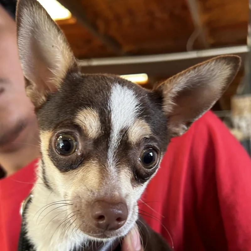A young small-sized female Brown / Chocolate Mixed Breed dog named Nola for adoption in Leander, TX