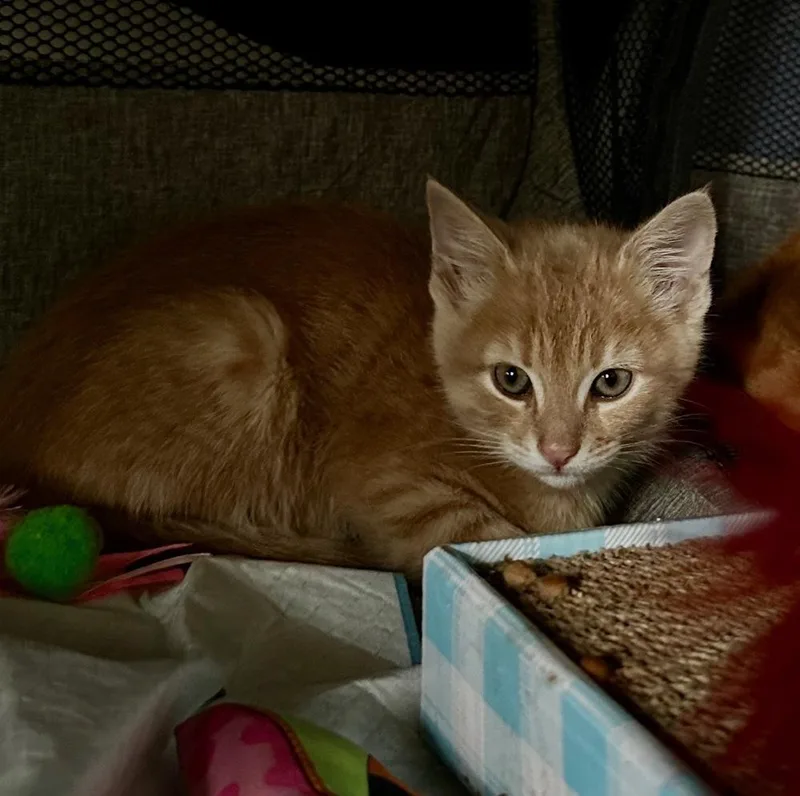 A baby medium-sized male Orange & White Domestic Short Hair cat named Habanero for adoption in Vienna , VA