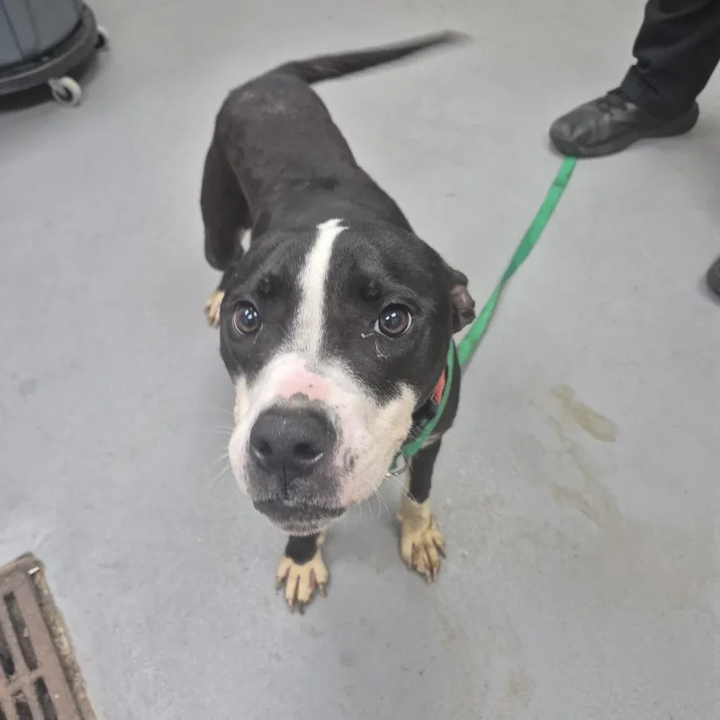 A young medium-sized female Black Mixed Breed dog named Comet for adoption in Columbus, GA