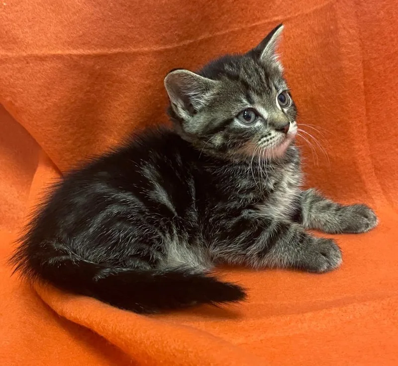 A baby medium-sized male Domestic Short Hair cat named Otis for adoption in Murphysboro, IL
