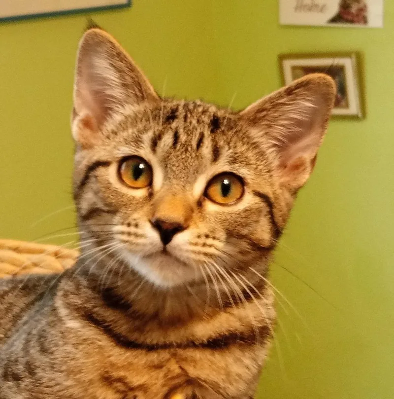 Zazu Zara