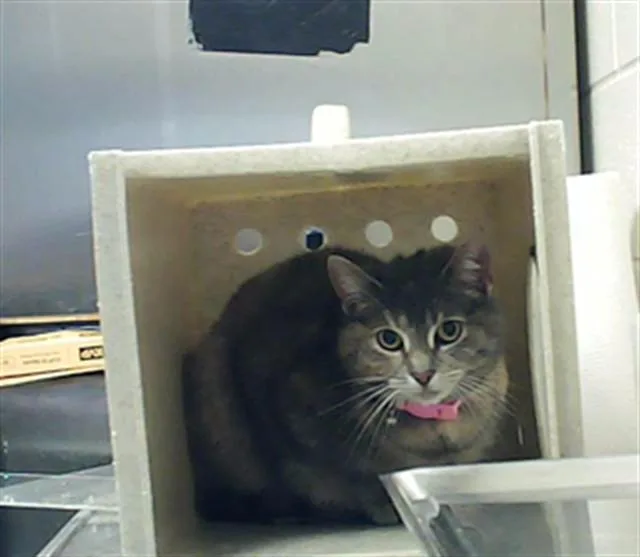 An adult medium-sized female Domestic Short Hair cat named Ash for adoption in Fayetteville, NC