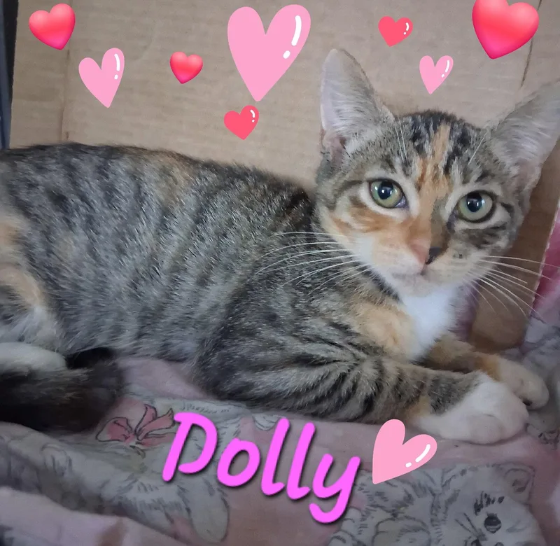 Folly