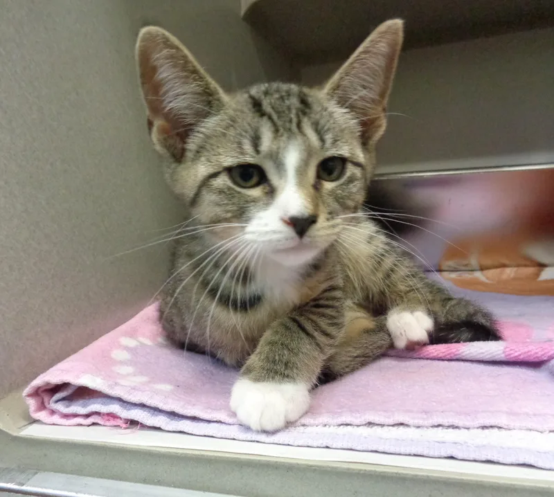 A baby small-sized male Brown / Chocolate Tiger cat named Roquefort for adoption in Delhi, NY