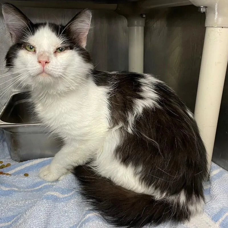 An adult medium-sized male Domestic Short Hair cat named Courage for adoption in Roanoke, VA