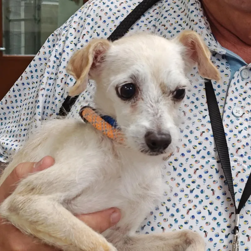 A young small-sized male Yellow / Tan / Blond / Fawn Chihuahua dog named George Weasley for adoption in Upland, CA