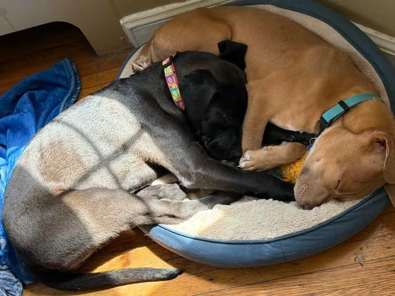 Lil Boy Sam thumbnail 2