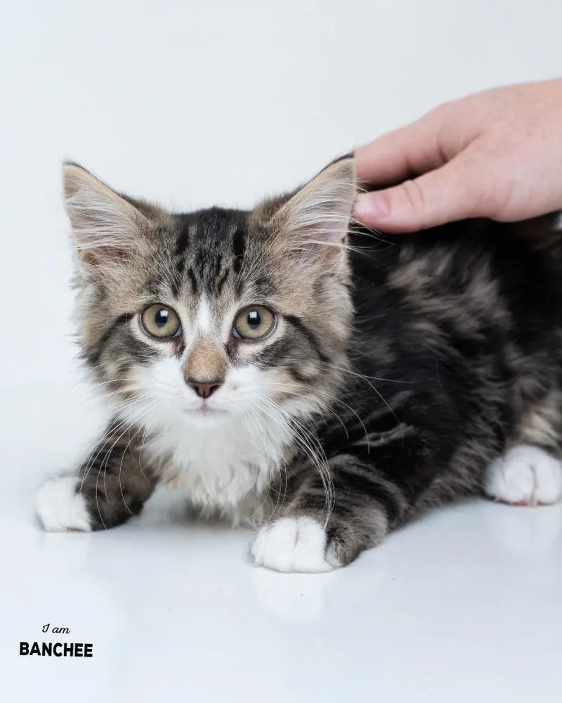 A baby small-sized male Domestic Short Hair cat named Banchee for adoption in Boone, IA