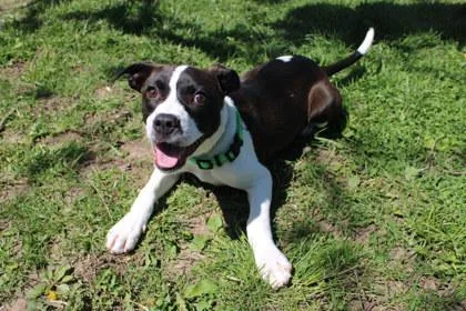 An adult large-sized male German Shorthaired Pointer dog named Cash for adoption in Kansas City, MO
