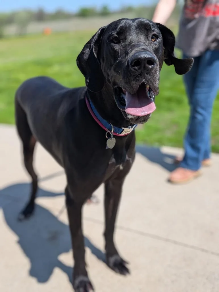 A young extra large-sized male Great Dane dog named Toby for adoption in Defiance, OH