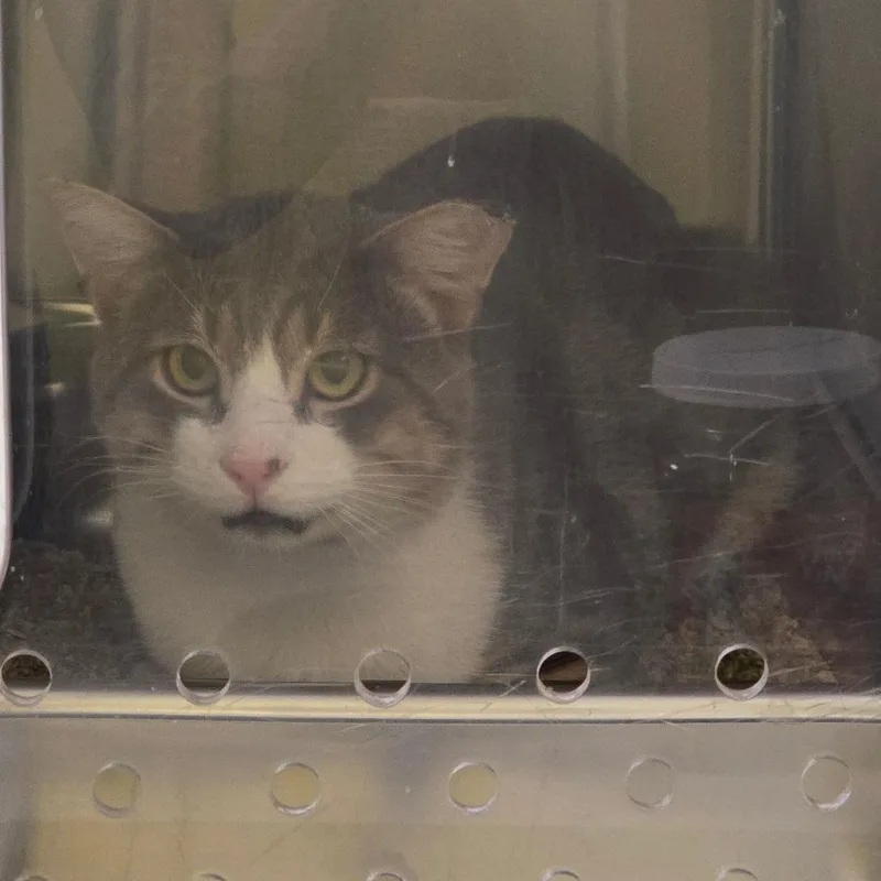 An adult medium-sized male Gray / Blue / Silver Domestic Short Hair cat named Jake NOCO for adoption in Denver, CO