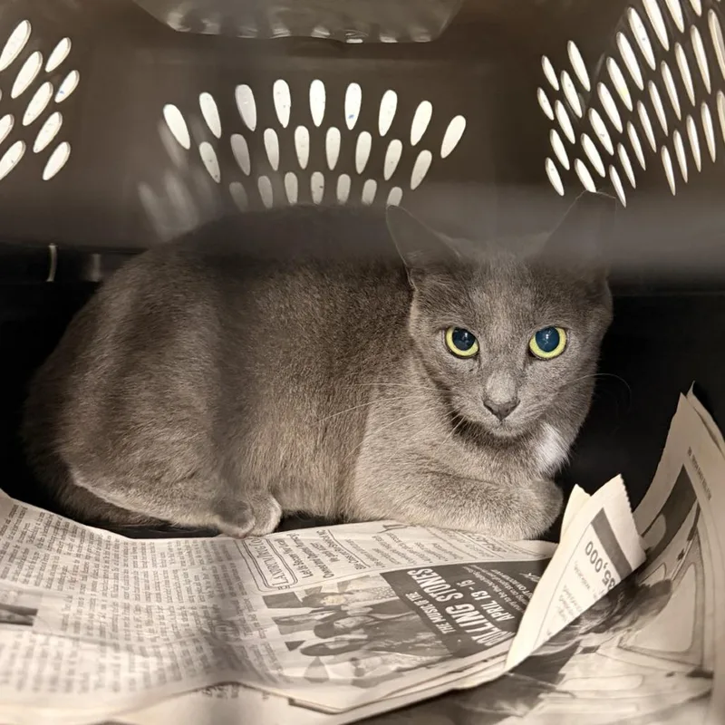 An adult small-sized female Gray / Blue / Silver Domestic Short Hair cat named . Victoria for adoption in Columbus, NC