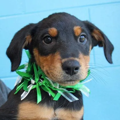 A young large-sized male Black Mixed Breed dog named Ringo for adoption in Lansing, MI