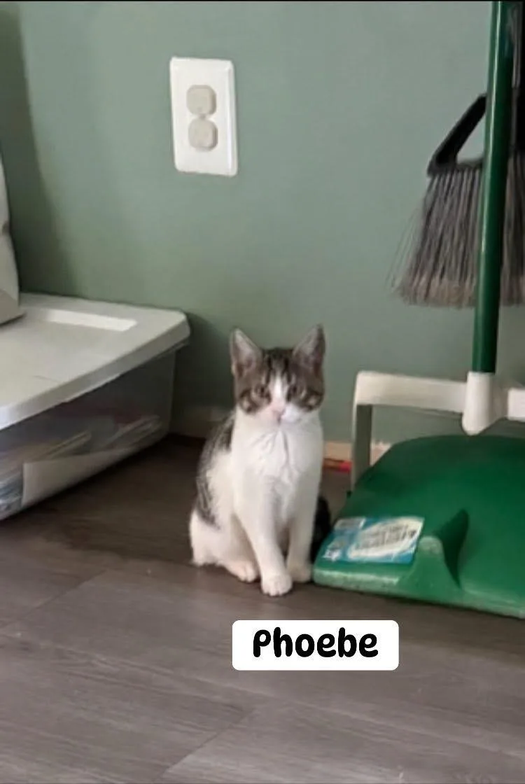 Phoebe thumbnail 2