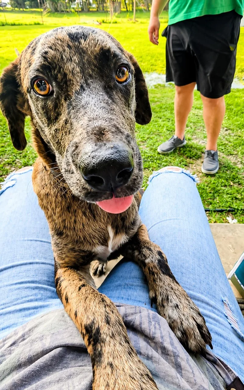 A young medium-sized male Merle (Red) Catahoula Leopard Dog dog named Luke for adoption in Wantagh, NY