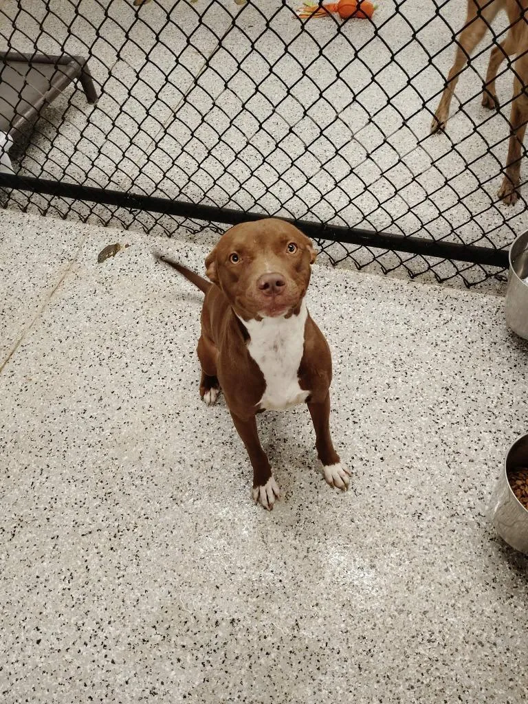 A young medium-sized female Pit Bull Terrier dog named Aspen for adoption in Republic, MO