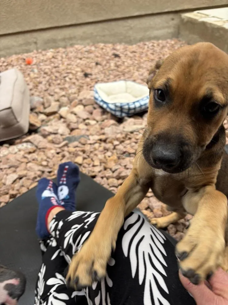 A baby small-sized male Tricolor (Brown, Black, & White) Hound dog named Romeo for adoption in Colorado Springs, CO