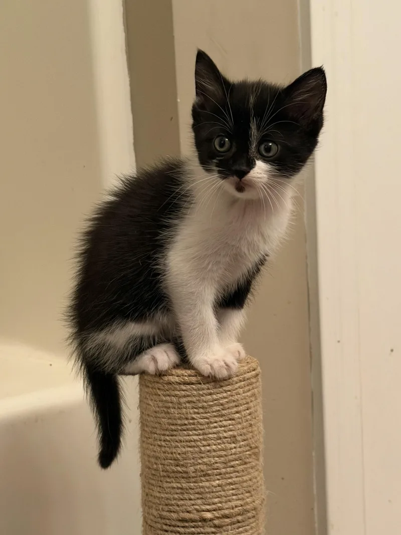 A baby medium-sized female Black & White / Tuxedo Domestic Short Hair cat named Paris for adoption in Los Angeles, CA