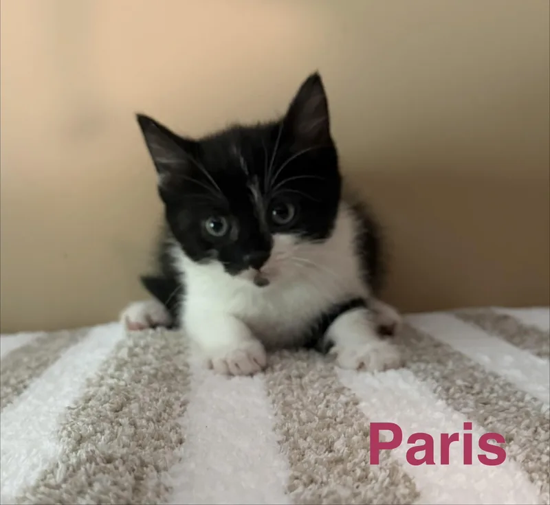 Paris thumbnail 2