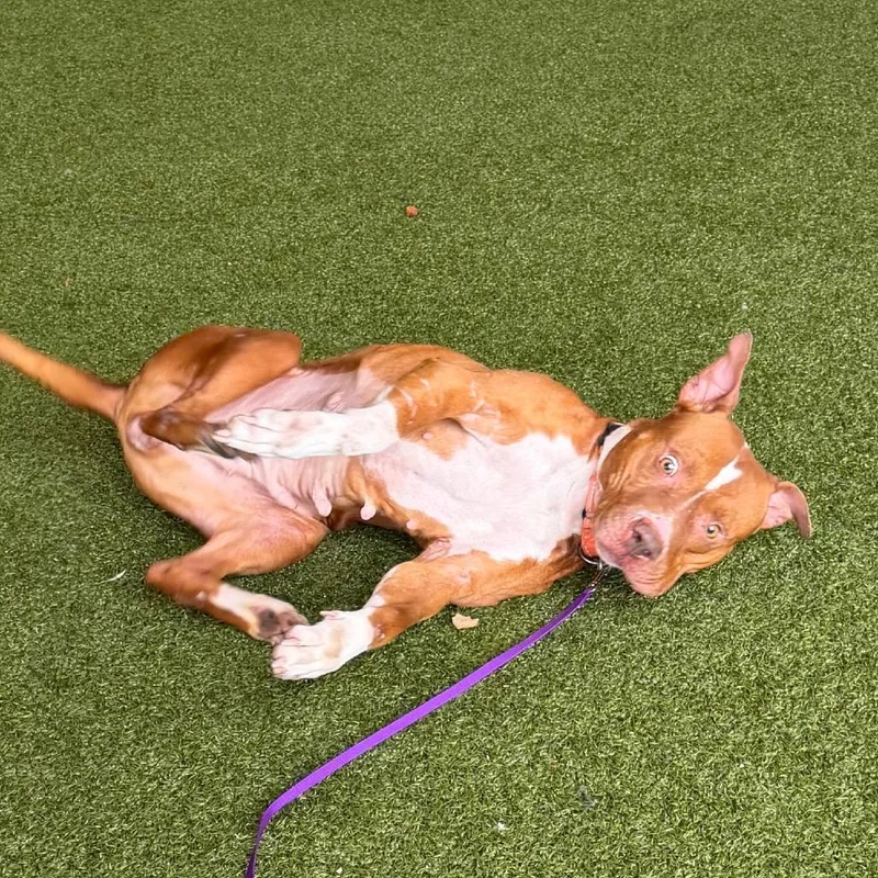 Oatmeal Raisin thumbnail 2