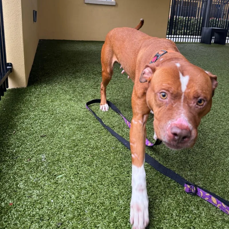 Oatmeal Raisin thumbnail 3