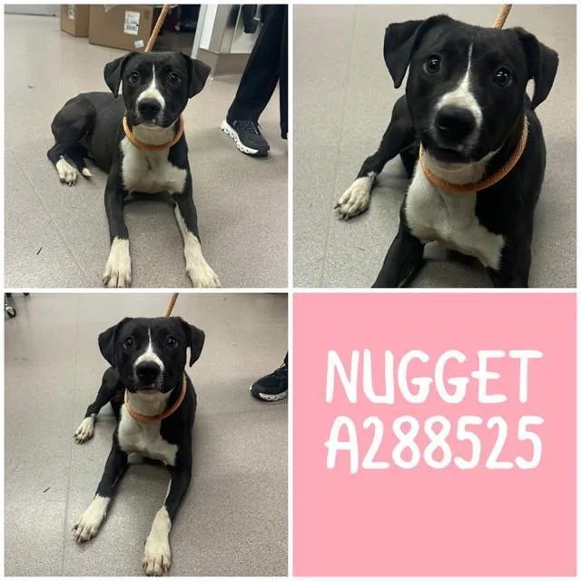 A young medium-sized female Mixed Breed dog named Nugget for adoption in Macon, GA