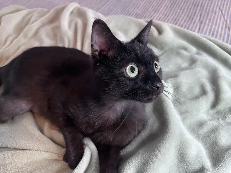 A young medium-sized male Black Domestic Short Hair cat named Toby & Benny for adoption in Rocky Hill, CT