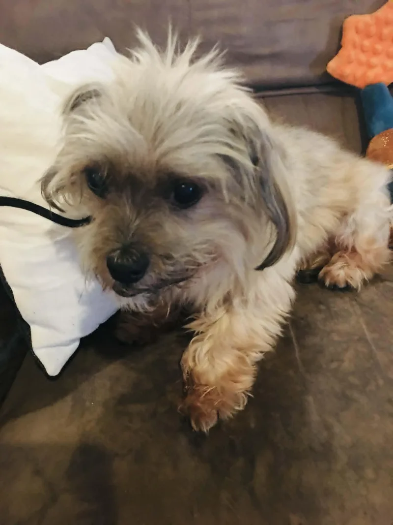 A senior small-sized male Gray / Blue / Silver Shih Tzu dog named Uncle Festus for adoption in Port Clinton, OH