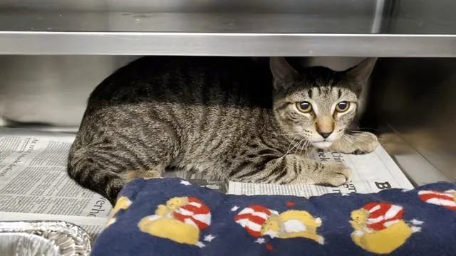 A young medium-sized male Domestic Short Hair cat named Haze for adoption in Aurora, IL