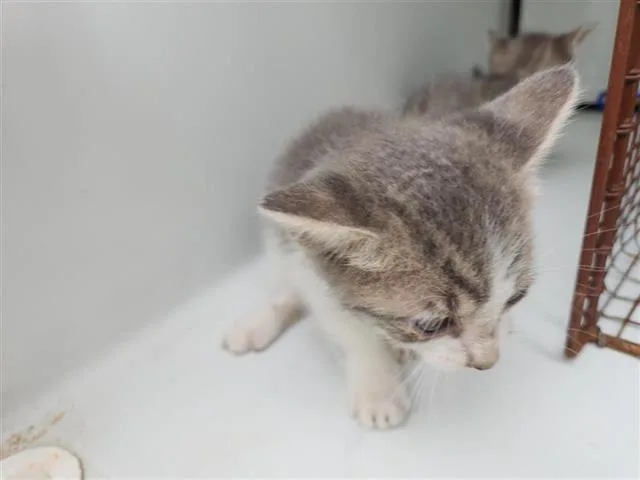 A baby small-sized male Domestic Short Hair cat named A for adoption in Houston, TX