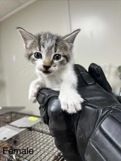 A baby small-sized female Domestic Short Hair cat named Palm for adoption in Conway, AR