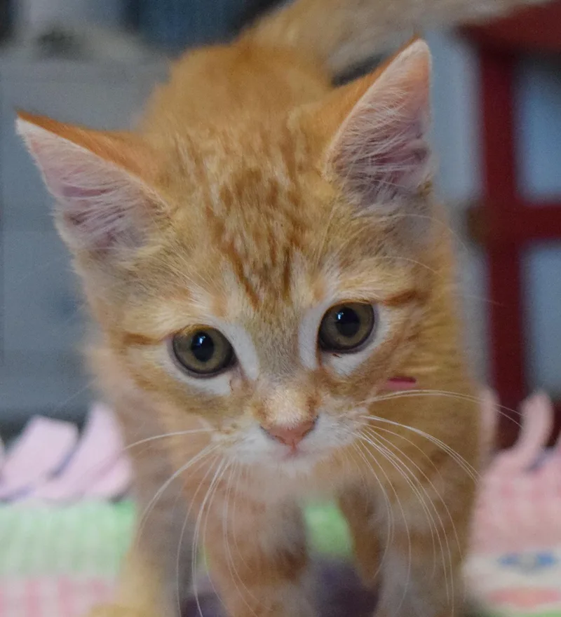A baby medium-sized female Tabby (Orange / Red) Domestic Short Hair cat named Tuaca for adoption in Bulverde, TX