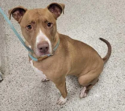 An adult extra large-sized female Brown / Chocolate Pit Bull Terrier dog named Cadbury for adoption in Kansas City, MO