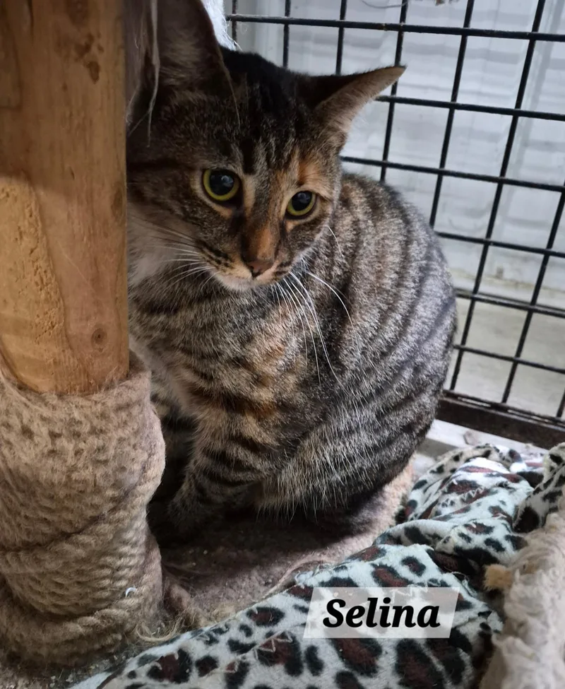 An adult small-sized female Tabby (Brown / Chocolate) Domestic Short Hair cat named Selina for adoption in Urbana, OH