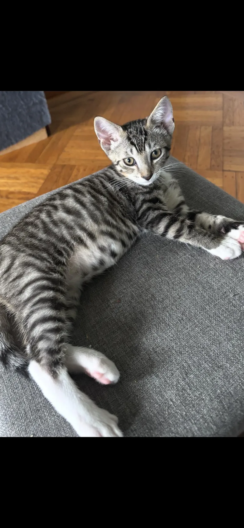 A baby small-sized male Tabby cat named Sunny for adoption in Long Beach, NY