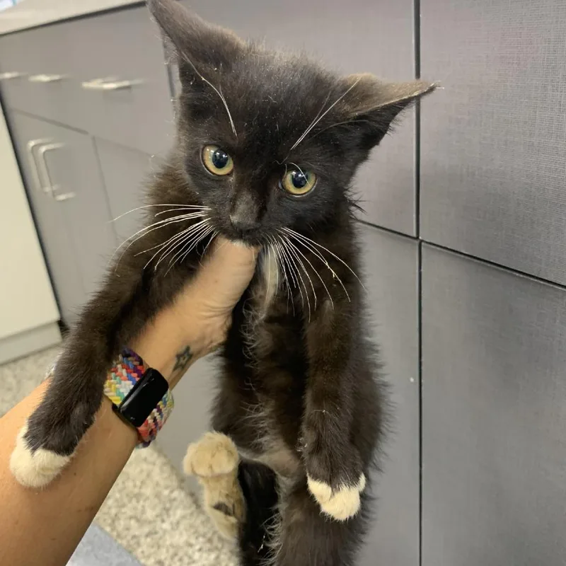 A baby small-sized female Black Domestic Short Hair cat named Bracelet for adoption in Morganton, NC
