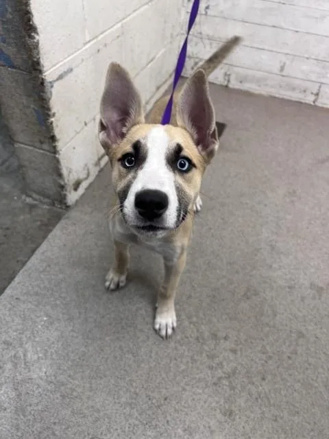 A baby small-sized female Siberian Husky dog named Aurora for adoption in San Bernardino, CA