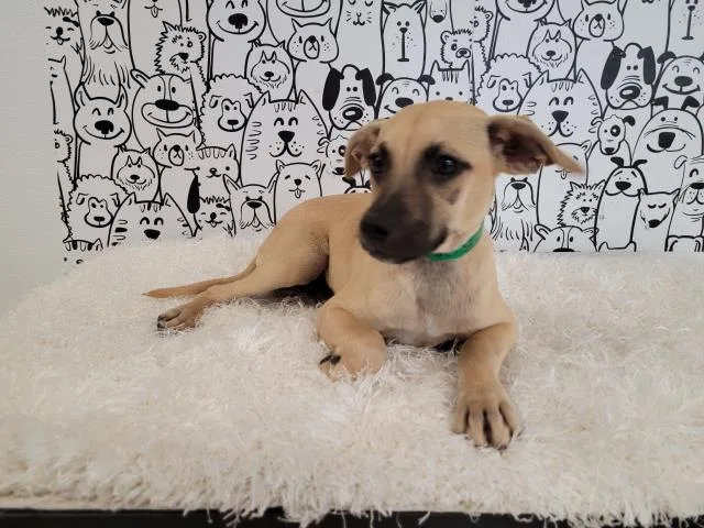 A baby small-sized male German Shepherd Dog dog named Mikey for adoption in San Pedro, CA