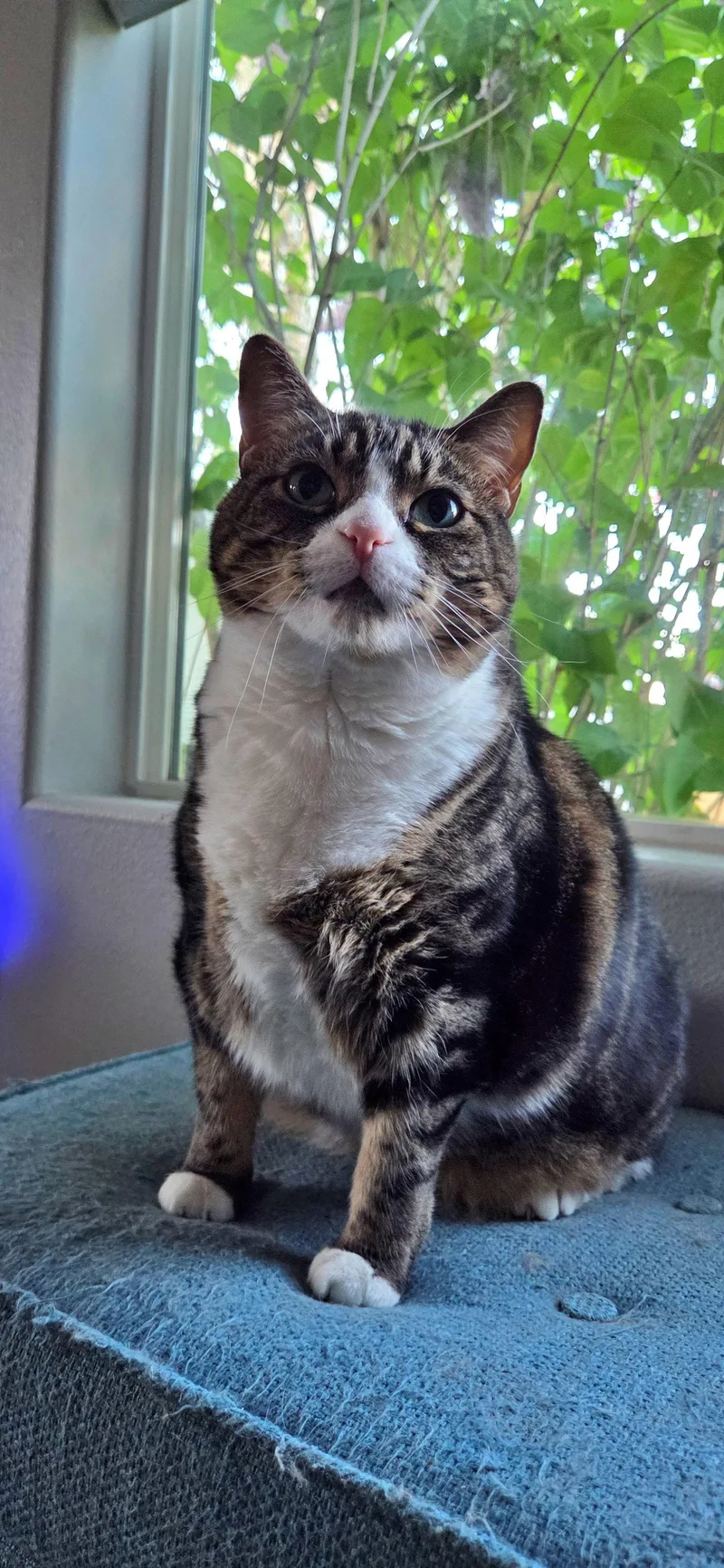 An adult medium-sized male Domestic Short Hair cat named Jack   Offered for adoption in Hillsboro, OR