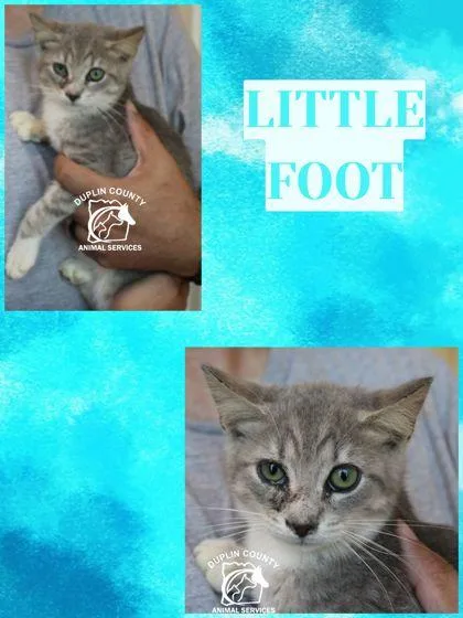 Little Foot