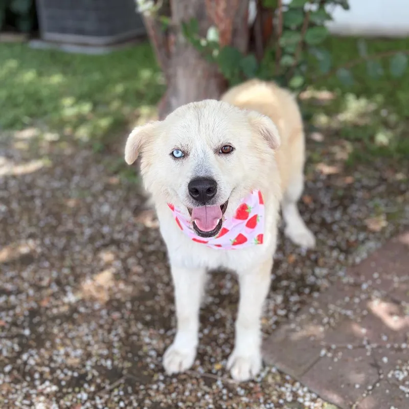 An adult medium-sized male White / Cream Husky dog named Guero for adoption in Bastrop, TX