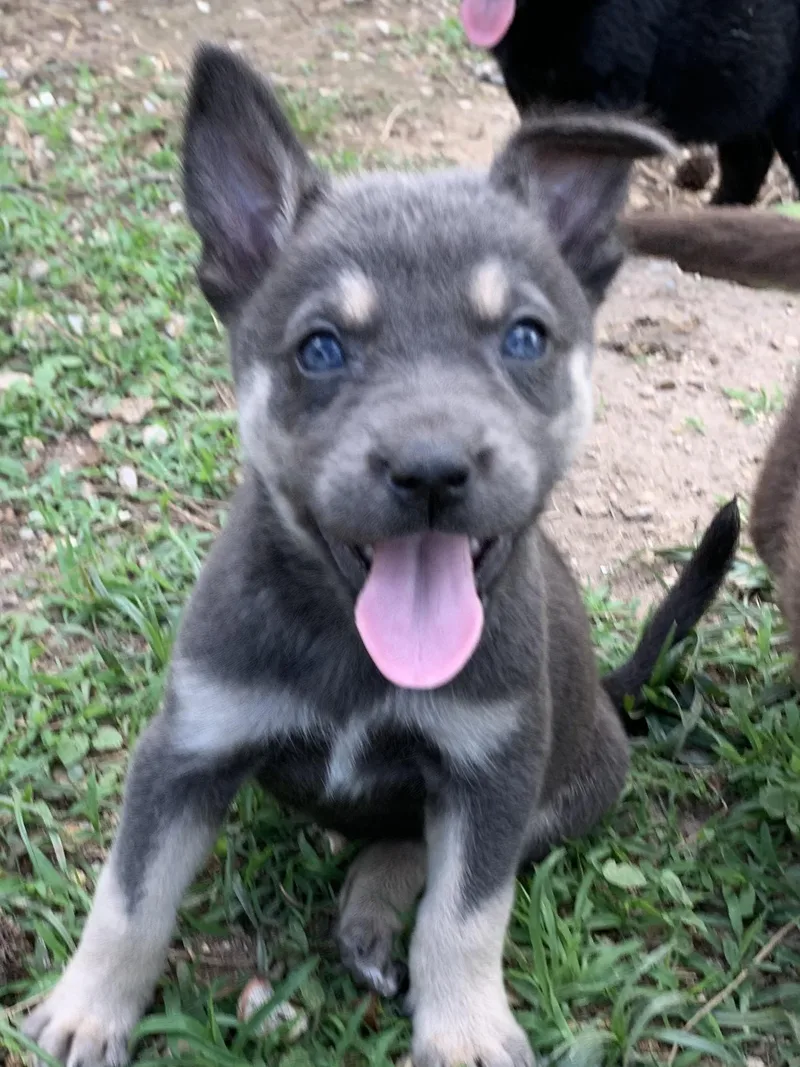 A baby small-sized female Australian Cattle Dog / Blue Heeler dog named Diane for adoption in Westport, CT