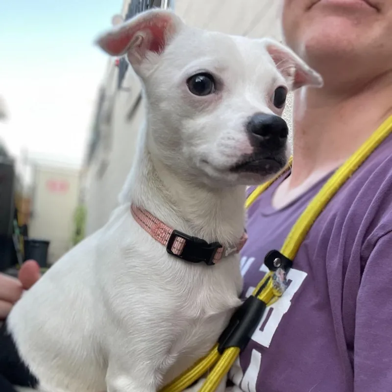 Jellybean thumbnail 2