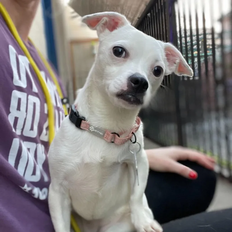 Jellybean thumbnail 3