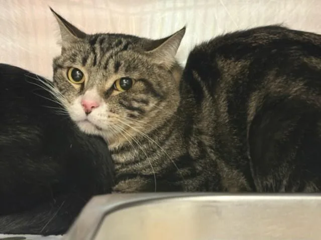 Tyson