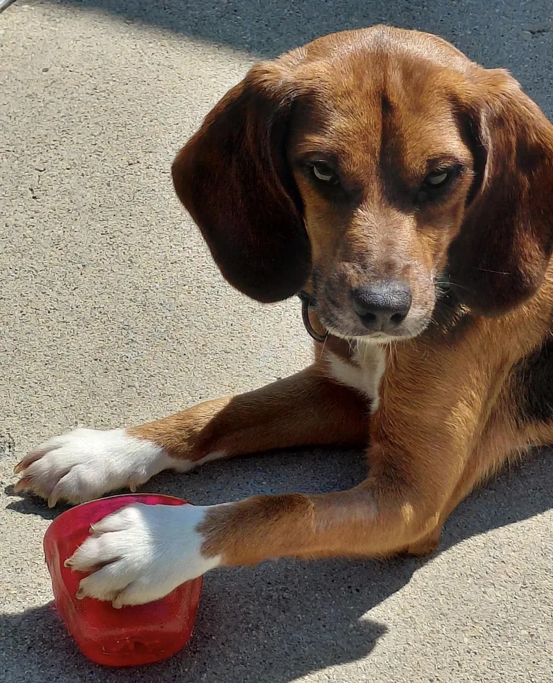 A young small-sized female Tricolor (Brown, Black, & White) Beagle dog named Tyra for adoption in South Plainfield, NJ
