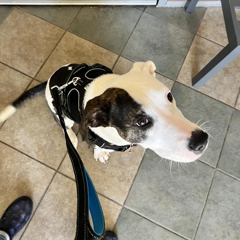 A young medium-sized female White / Cream Mixed Breed dog named Maddie for adoption in Chattanooga, TN
