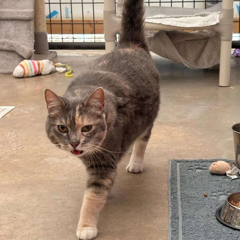 A senior small-sized female Gray / Blue / Silver Domestic Short Hair cat named Tubbz for adoption in Taos, NM