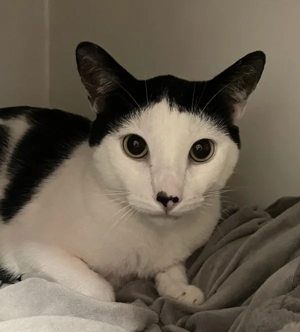 An adult medium-sized male Domestic Short Hair cat named Mr.maui for adoption in El Cajon, CA