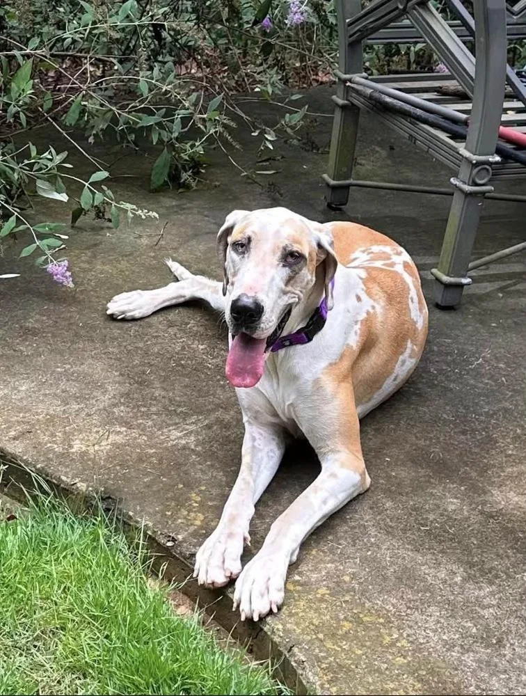 Daisy Mae